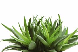 Imagini pentru aloevera