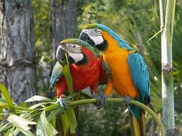 Image result for baby macaw parrot for sale