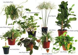 plants এর চিত্র ফলাফল