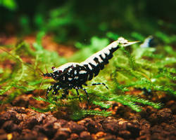 Obrázek: Black Galaxy shrimp in a planted aquarium