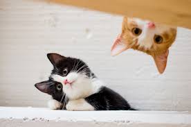 Image result for funny cats