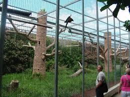 Resultado de imagen de imagenes de loro parque