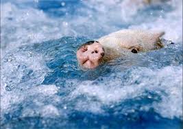 images?q=tbn:ANd9GcQK6qsJ3-p-_-4nwAllWaPhuH4u9cDczpmCDbGlWyPT4J9k4yrhjA