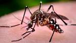 Yellow fever in Brazil: 53 deaths since July 2017