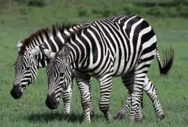 Résultat de recherche d'images pour "domesticated zebra"