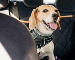 car stopping for a dog to vomitの画像