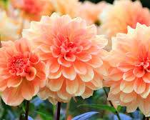 Dahlias flowers