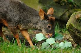 Résultat de recherche d'images pour "pudu"