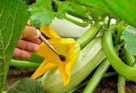 Image result for hand pollination