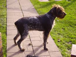 Image result for german wirehaired pointer images