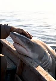 YersenHaber (@yersen.haber) | TikTok