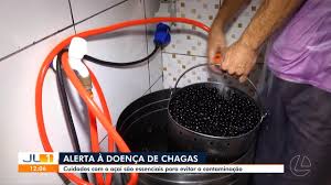 Alerta à doença de chagas: cuidados com o açaí são essenciais para evitar a contaminação