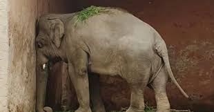 blogs — Elephants_Now