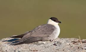 Image result for parasitic jaeger