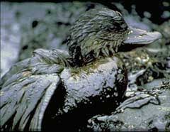 Image result for "Exxon Valdez"