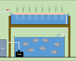 Image of fish growing in an aquaponic system