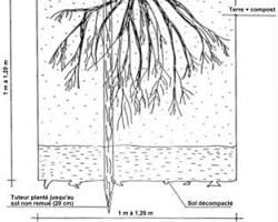 Image de Tuteur pour arbre dans un trou