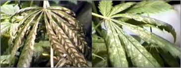 Image result for zinc burn in plants