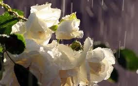 Image result for rain on roses