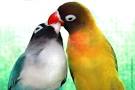 pictures of 2 parrots kissing images of lovers hugging