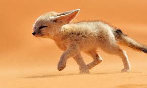 Image search result for 