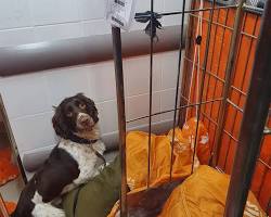 Image de chien détection canine punaises de lit travail chambre hôtel photo libre de droit