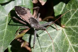 Arilus cristatus - Wikipedia