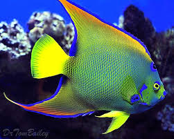 Image result for angelfish