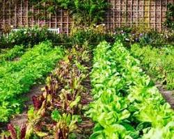 Image of Spring vegetables garden