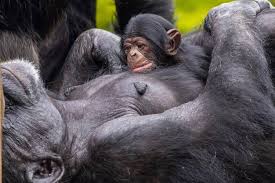 Zoo de São Paulo faz votação para escolher nome de novo bebê chimpanzé