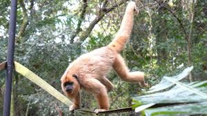Macaca em risco de extinção já pode ser visitada no Zoológico de Cascavel