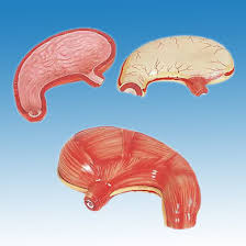 Image result for human stomach