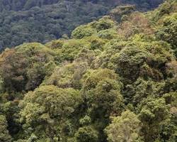 Image of Gishwati Mukura National Park Gishwati forest