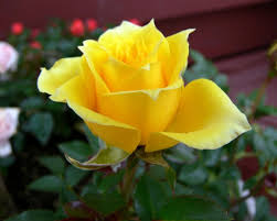 Image result for images of rose hd