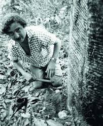 Resultado de imagem para dia do seringueiro