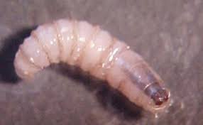 Detectan primer caso de gusano barrenador en Edomex; autoridades emiten alerta sanitaria