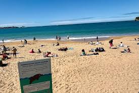 Dans la baie de Saint-Jean-de-Luz, un bateau verbalisé après s'être approché trop près du célèbre dauphin