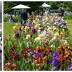 Weekend Family Highlights: Festival, Dinosaurs, Storytime, Irises ...