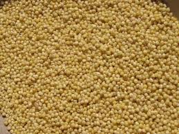 Image result for MILLET