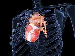 Image result for actual human heart