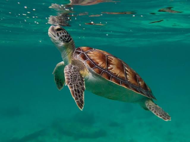 Interesting Sea Turtle Facts - Master Liveaboards