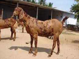 Image result for GOAT