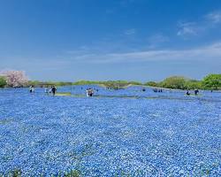 海の中道海浜公園の画像