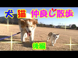 Image result for ねこ吉