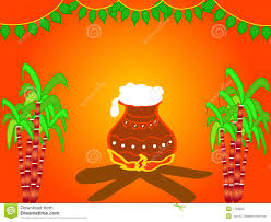 Image result for pongal festival images