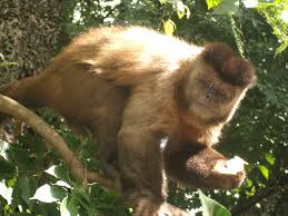Resultado de imagem para macaco soin
