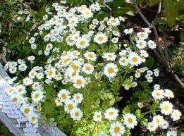 Image result for feverfew