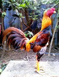 Hasil gambar untuk ayam bangkok