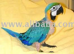 Image result for baby macaw parrot for sale