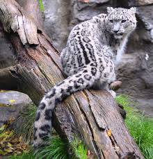 Résultat de recherche d'images pour "snow leopard biting tail"